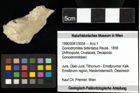 Foto (Objekt + Etiketten) von Goniodromites bidentatus (Reuss, 1858) 